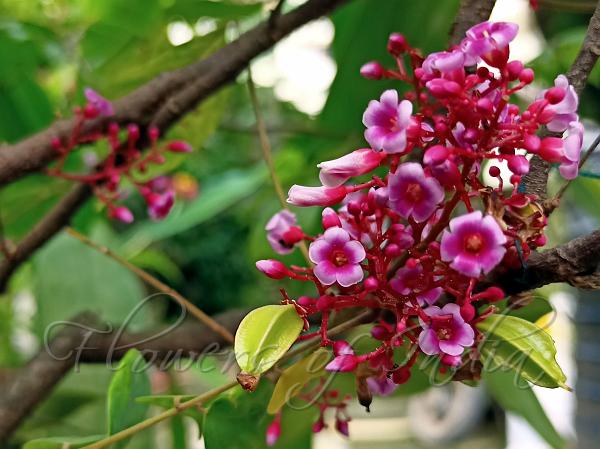 averrhoa-carambola-star-fruit